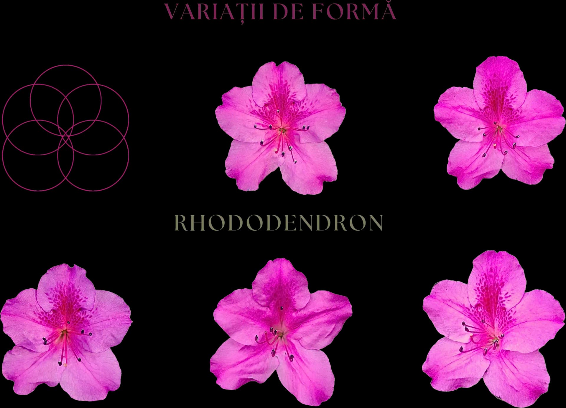 Photos by Ilinca Fronea