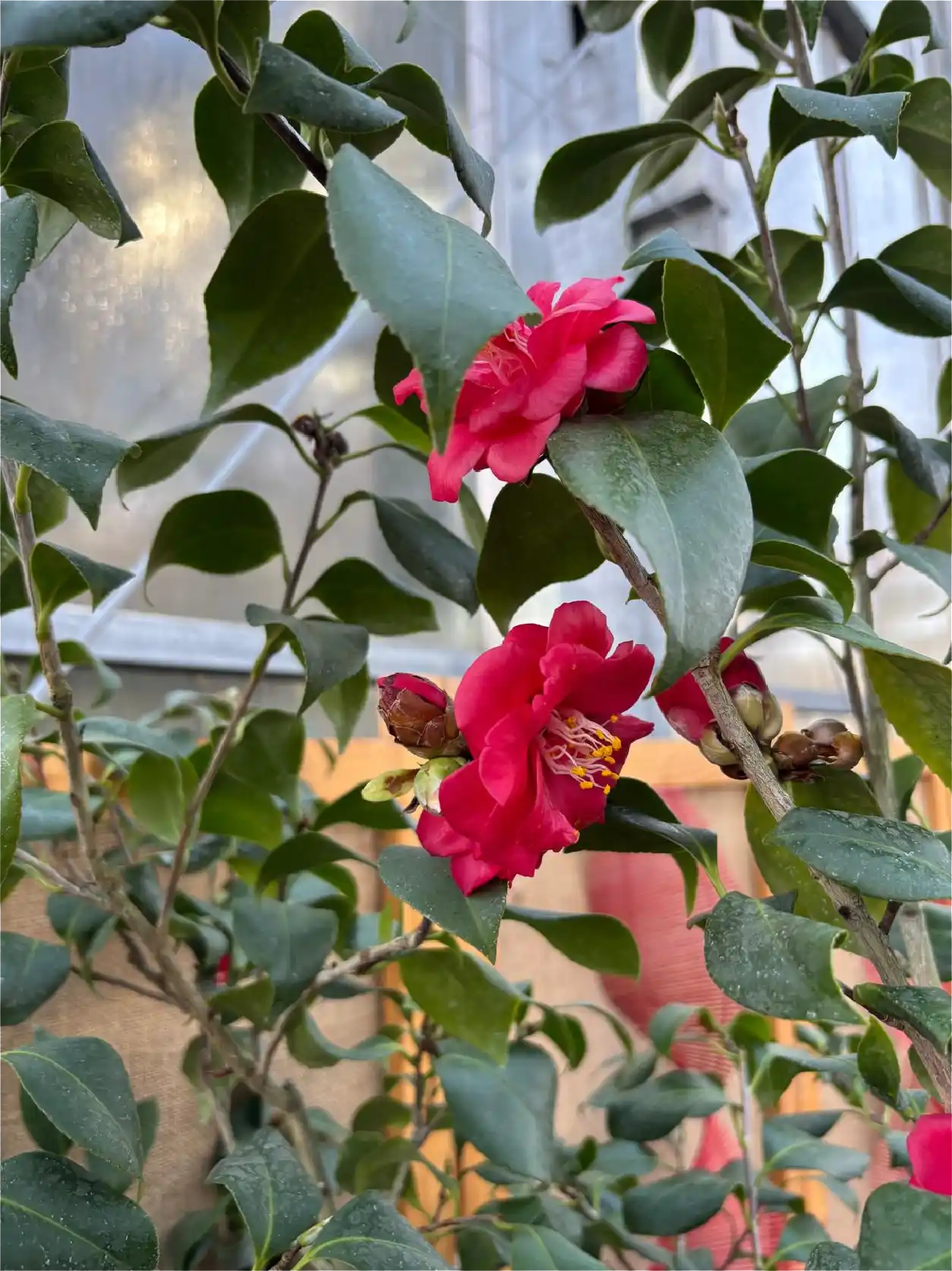 Photos by Ayana Sălceanu