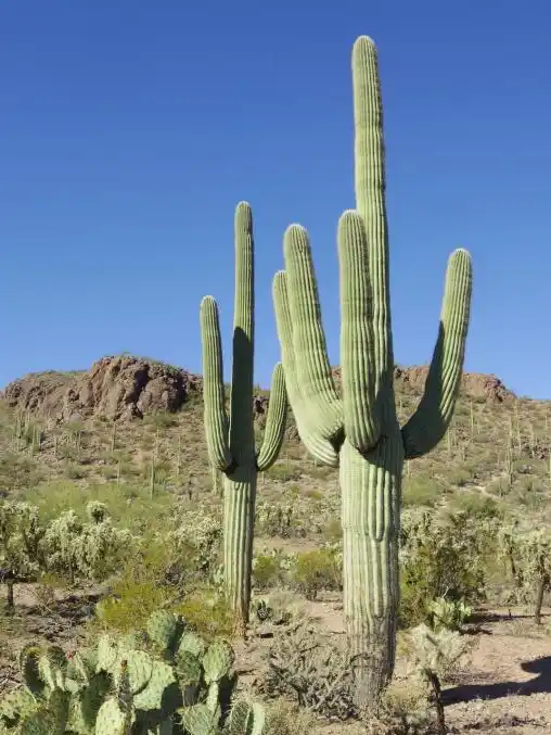 cactus-1.webp